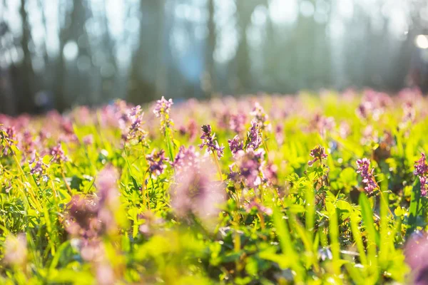 美丽的花园春天的花朵 自然背景 — 图库照片