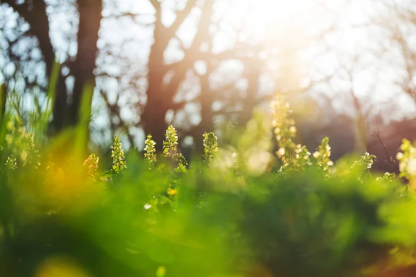 Piękny Ogród Wiosna Kwiaty Naturalne Tło — Zdjęcie stockowe