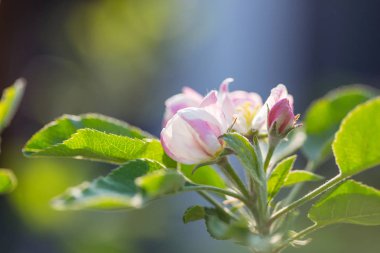Bahar bahçesinde açan kiraz çiçekleri