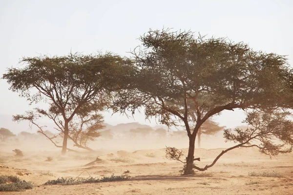 Afrika Manzaraları Sıcak Sarı Bush Ağaçlar Mavi Gökyüzü Kavramsal African — Stok fotoğraf