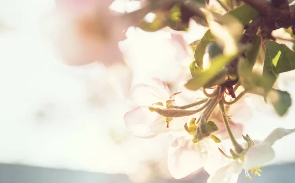 Kwiaty Wiśni Kwitnące Wiosennym Ogrodzie — Zdjęcie stockowe