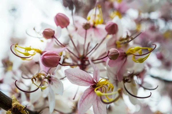 Drzewo Przetoki Kasja Kwitną Sezonie Wiosennym Hawajach Usa Piękne Naturalne — Zdjęcie stockowe