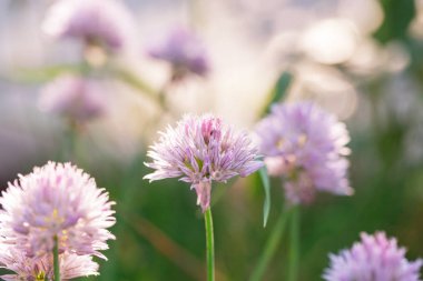 Yaz bahçesinde inanılmaz renkli bir çiçek