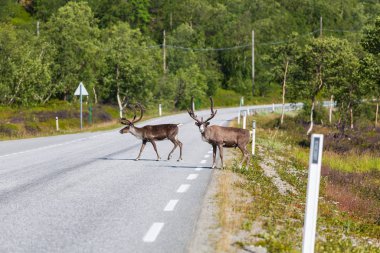 Norveç 'te yaz mevsiminde ren geyiği