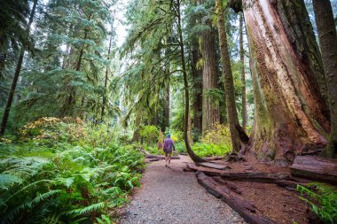 Man walking on trail in between massive redwood trees in Northern California forest, USA clipart
