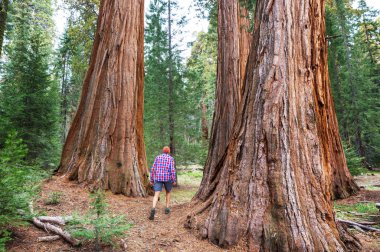 Yaz mevsiminde Sequoias Ormanı