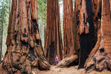 Yaz mevsiminde Sequoias Ormanı