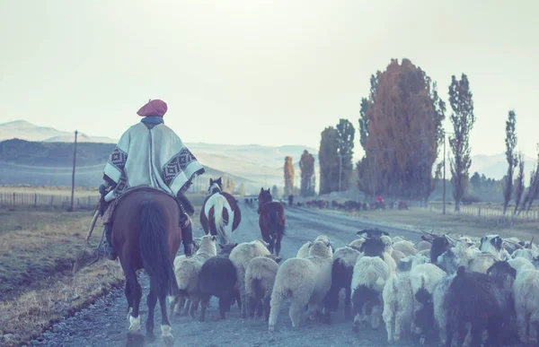 Gauchos Ahd Troupeau Chèvres Dans Les Montagnes Patagonie Argentine — Photo