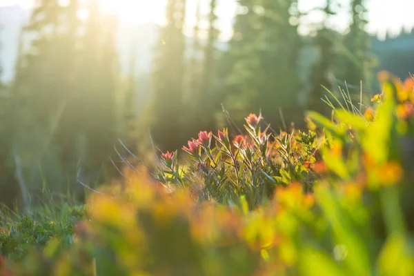晴れた日の山の牧草地 自然な夏の風景です アラスカの山 — ストック写真