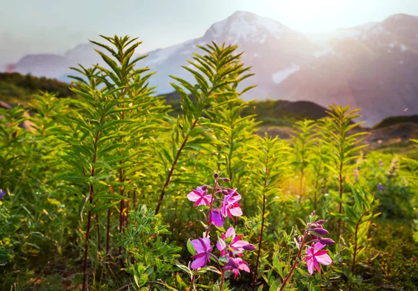 Mountain Äng Solig Dag Naturliga Sommarlandskap Bergen Alaska — Stockfoto