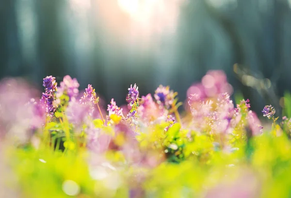 Hermosas Flores Primavera Bosque Fondo Natural Estacional —  Fotos de Stock