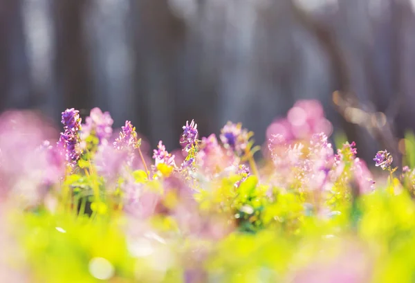 Belles Fleurs Printanières Dans Forêt Saisonnière Natural Background — Photo