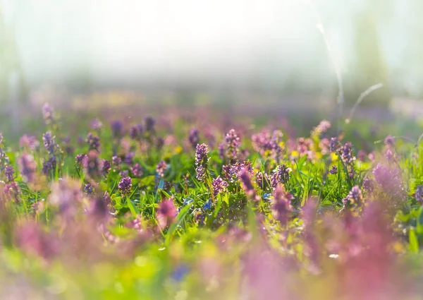 Bellissimi Fiori Primaverili Nella Foresta Stagionale Sfondo Naturale — Foto Stock