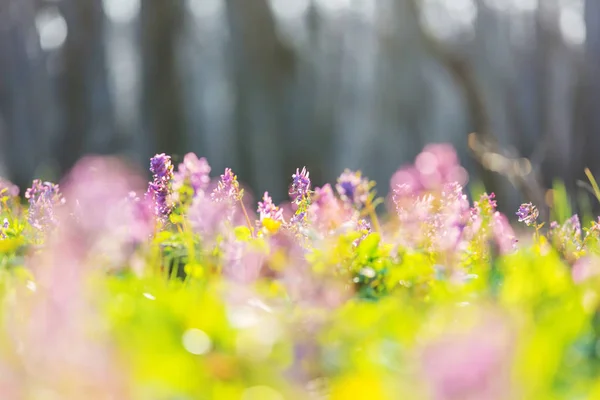 Kaunis Kevät Kukkia Metsässä Kausiluonteinen Luonnollinen Tausta — kuvapankkivalokuva
