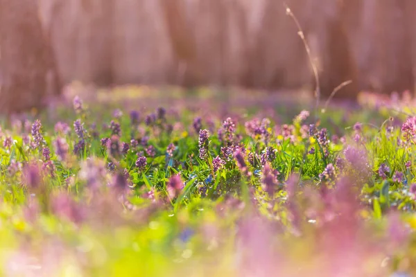 森林里美丽的春花 季节自然背景 — 图库照片