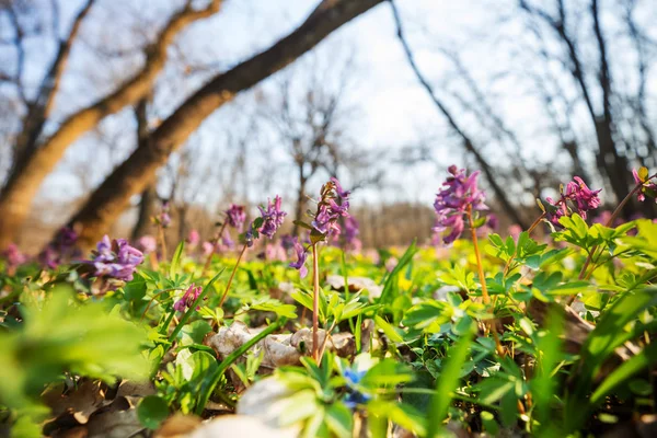 Prachtige Boslandschappen Voorjaarsbloemen Het Bos — Stockfoto