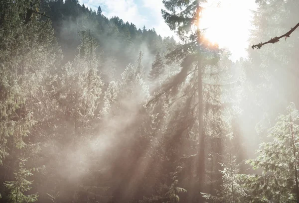 Rayons Ensoleillés Dans Forêt Coucher Soleil — Photo