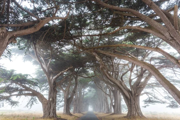 緑の木のトンネル 自然背景 — ストック写真