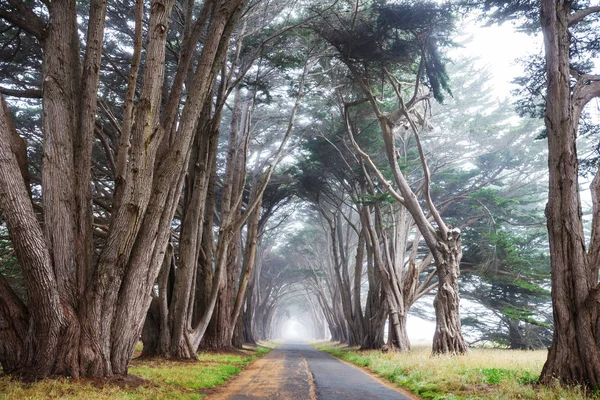 Túnel Árvores Verdes Fundo Natural — Fotografia de Stock