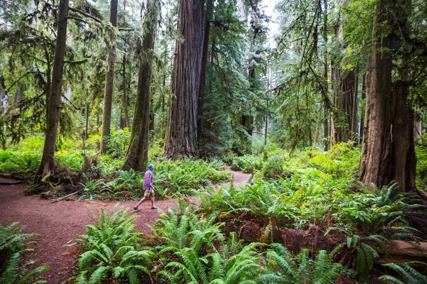Людина Йде Сліду Між Масивними Червоними Деревами Лісах Північної Каліфорнії — стокове фото