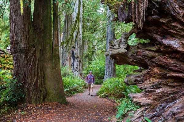 Homem Caminhando Trilha Entre Sequoias Maciças Floresta Norte Califórnia Eua — Fotografia de Stock