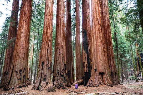 Floresta Sequoias Estação Verão — Fotografia de Stock