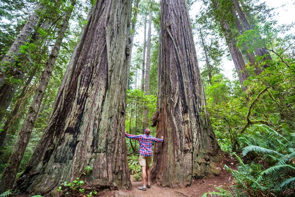 Mann Läuft Auf Wanderweg Zwischen Massiven Mammutbäumen Nordkalifornischen Wald Usa — Stockfoto