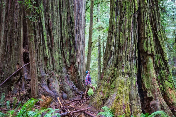 Muž Kráčející Stezce Mezi Masivními Sekvoji Lese Severní Kalifornie Usa — Stock fotografie