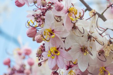 Cassia fistül ağacı ABD 'nin Hawaii şehrinde bahar mevsiminde çiçek açar. Güzel doğal bahar arkaplanı.