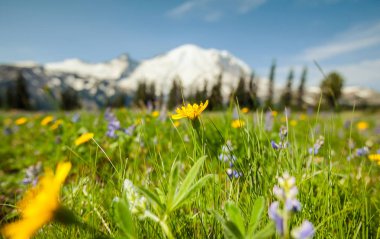 Yaz mevsiminde dağ çayırı