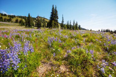 Yaz mevsiminde dağ çayırı