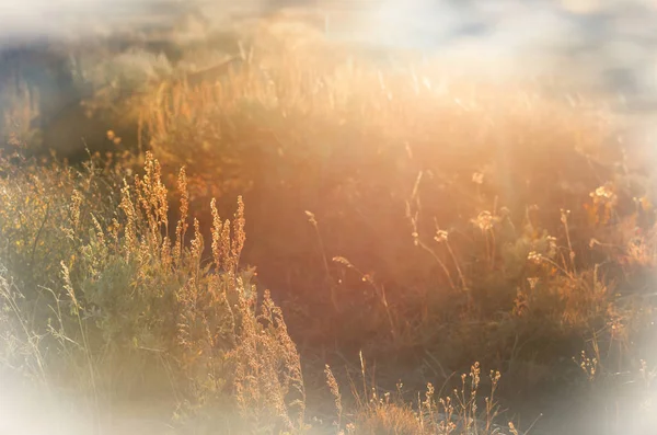 日当たりの良い秋の牧草地 自然背景 — ストック写真