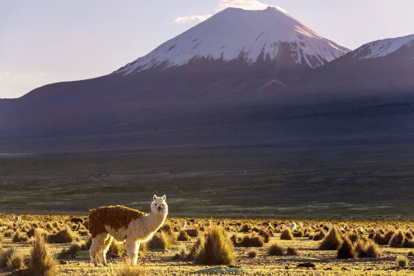 Lama Abgelegener Gegend Von Bolivien — Stockfoto