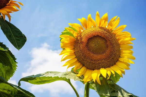Sunflowers Field Summer Day — Stock Photo, Image