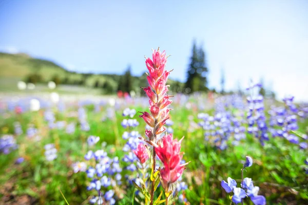 Bergsäng Sommarsäsongen — Stockfoto