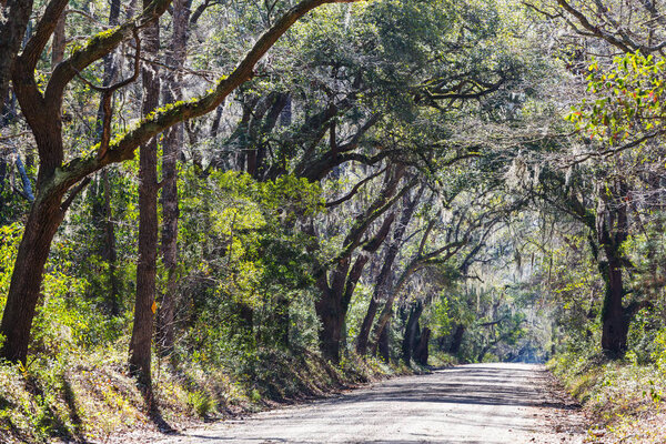 Green trees tunnel. Natural background.