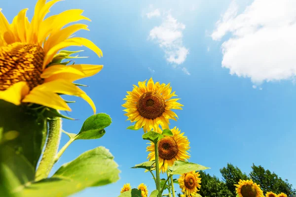 Sunflowers Field Summer Day — Stock Photo, Image