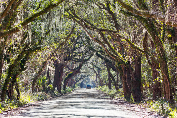 Green trees tunnel. Natural background.