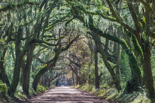 Gröna Trädens Tunnel Naturlig Bakgrund — Stockfoto