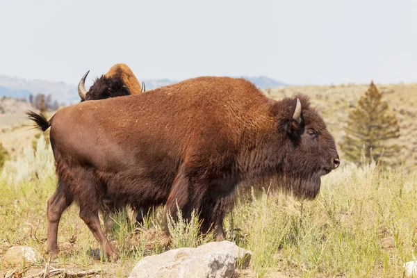 Wild Buffalo Στο Εθνικό Πάρκο Yellowstone Ηπα — Φωτογραφία Αρχείου