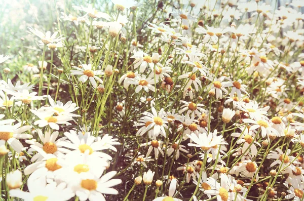 Chamomiles Sunny Meadow — Stock Photo, Image