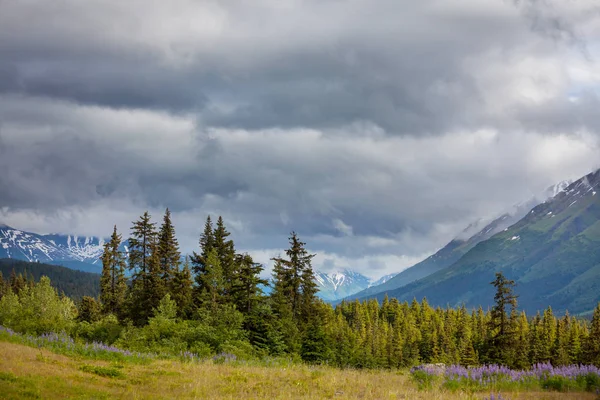 夏のカナダのロッキー山脈の美しい山の景色 — ストック写真