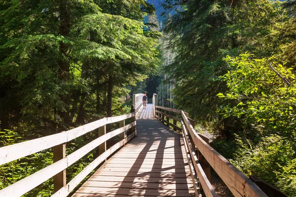 Dřevěná Promenáda Lese — Stock fotografie