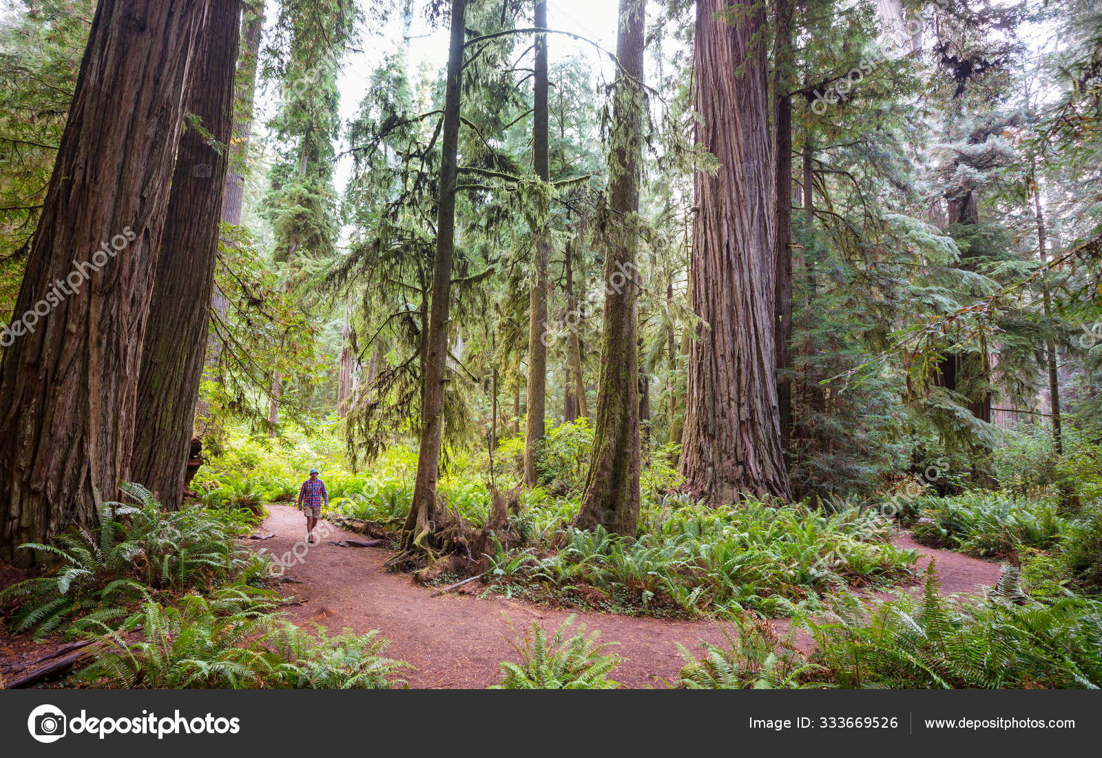 Redwood Trees Northern California Forest Usa — Stock Photo © kamchatka