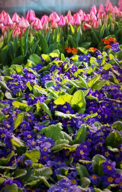 Güzel çiçeklerin yakın çekimi. Çiçek arkaplanı için uygun.