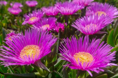 Güzel çiçeklerin yakın çekimi. Çiçek arkaplanı için uygun.