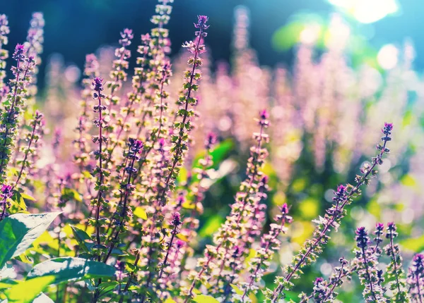 Planta Albahaca Creciendo Jardín Casero — Foto de Stock