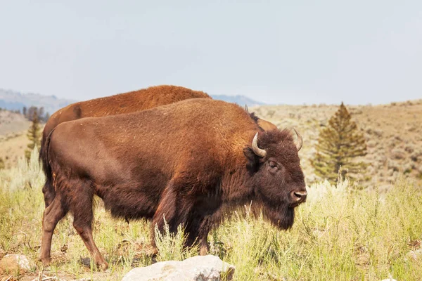 Buffalo Selvatico Nel Parco Nazionale Yellowstone Stati Uniti — Foto Stock