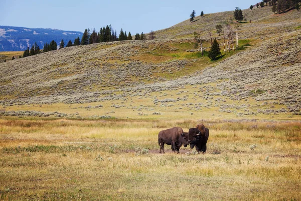 Buvol Divoký Národním Parku Yellowstone Usa — Stock fotografie