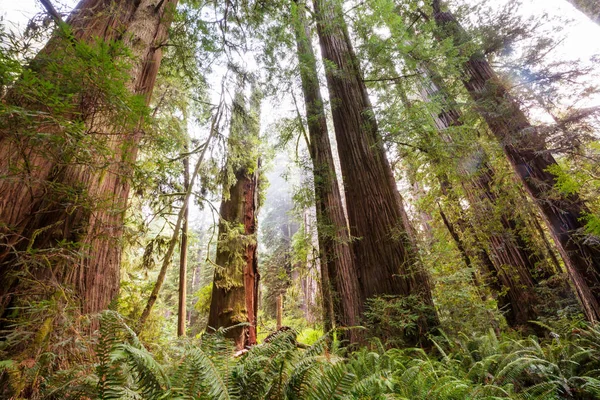 Usa加利福尼亚北部森林的红杉 — 图库照片